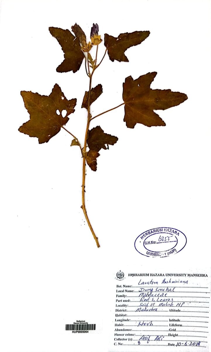 Lavatera cachemiriana