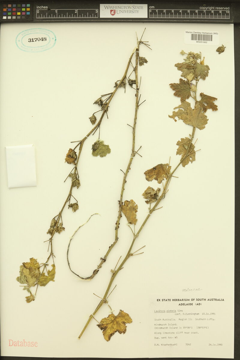 Lavatera plebeia (Lavatera) — photo