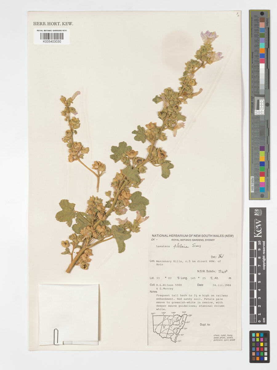 Lavatera plebeia (Lavatera) — photo