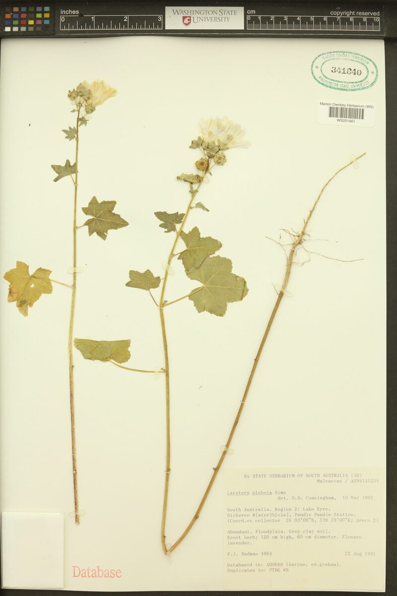 Lavatera plebeia