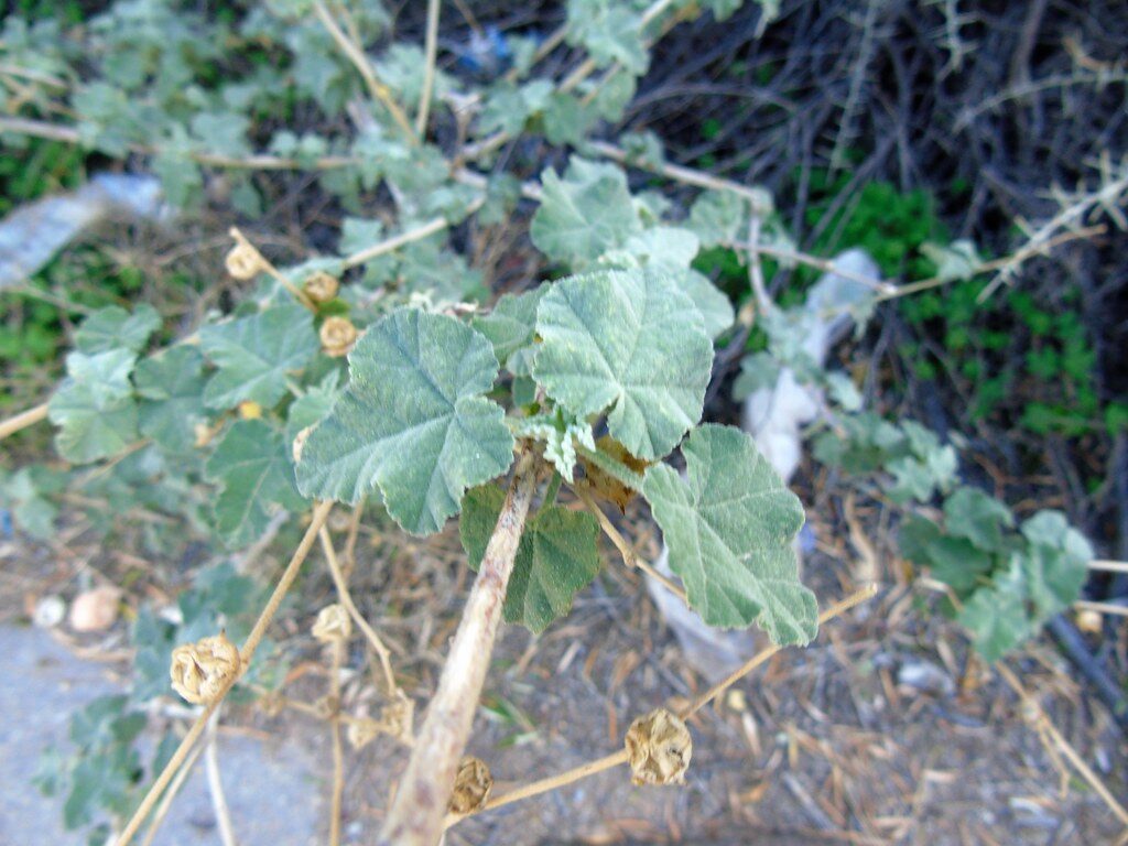Lavatera species - . (Tree Lavatera) — photo