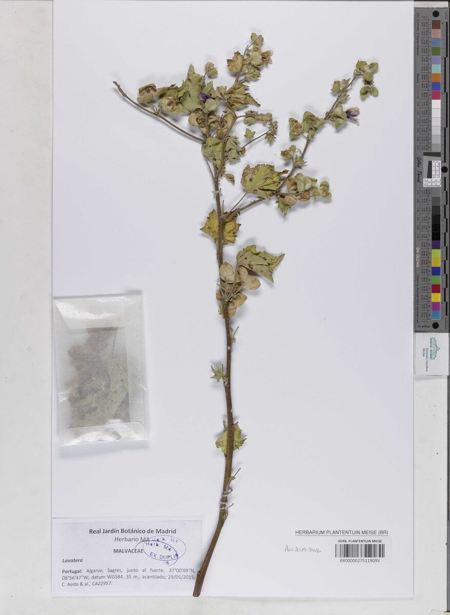 Lavatera species - . (Tree Lavatera) — photo