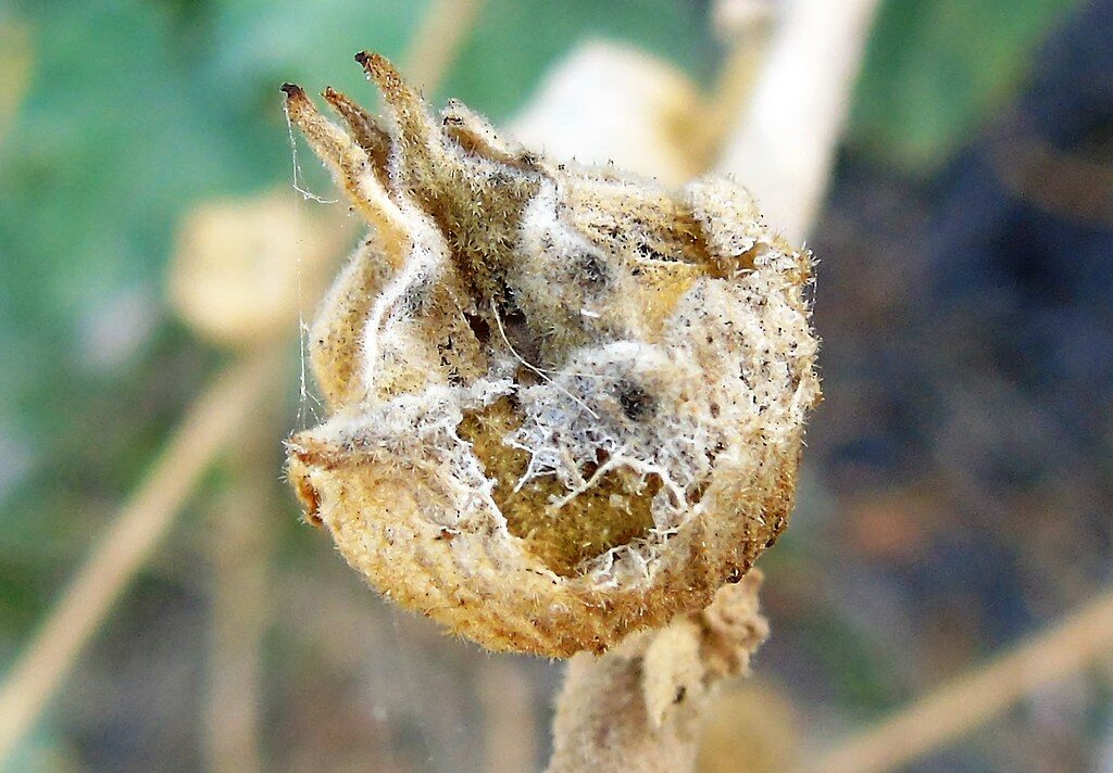 Lavatera species - .