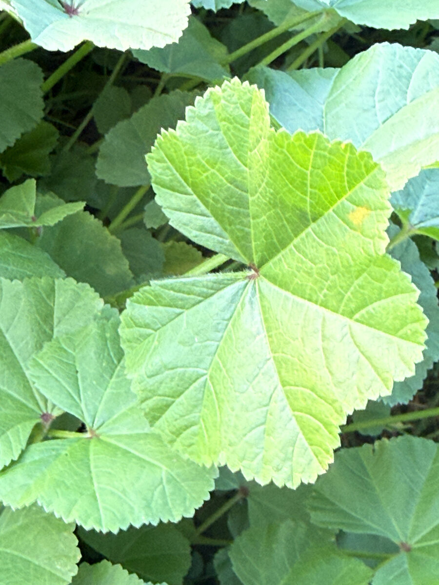 Lavatera thuringiaca (Lavatera) — photo