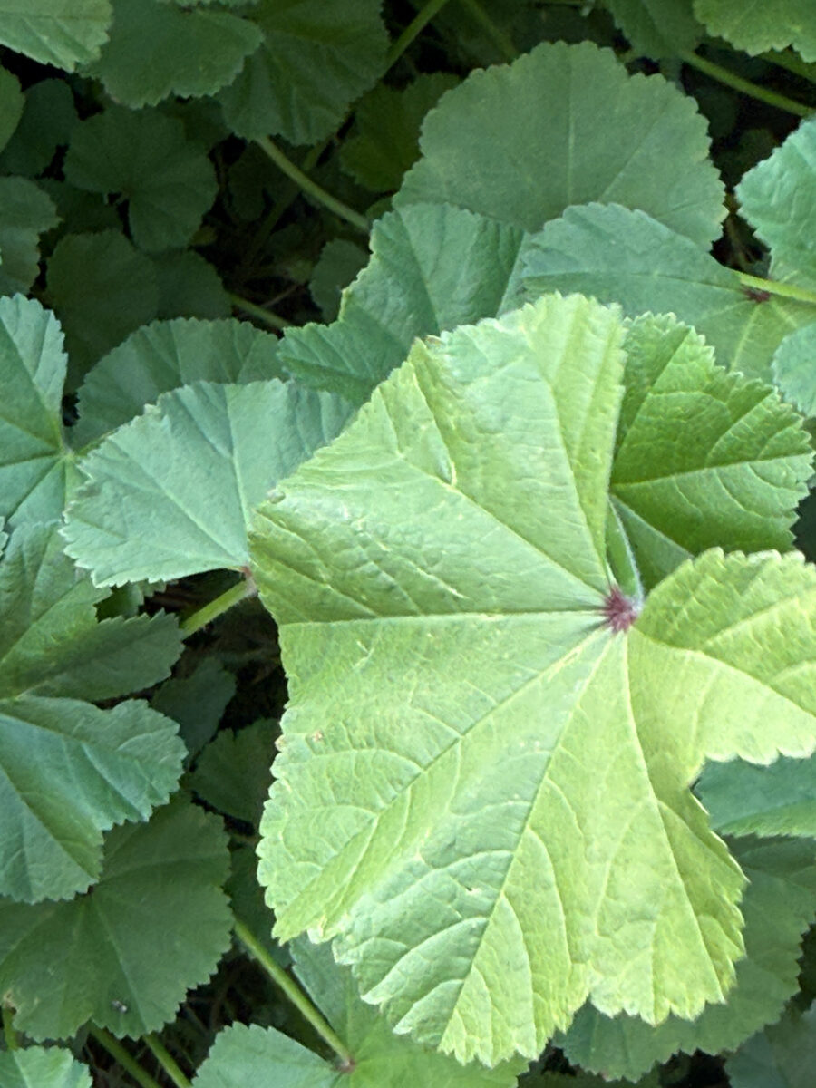 Lavatera thuringiaca (Lavatera) — photo