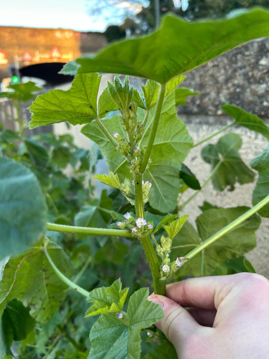 Lavatera thuringiaca