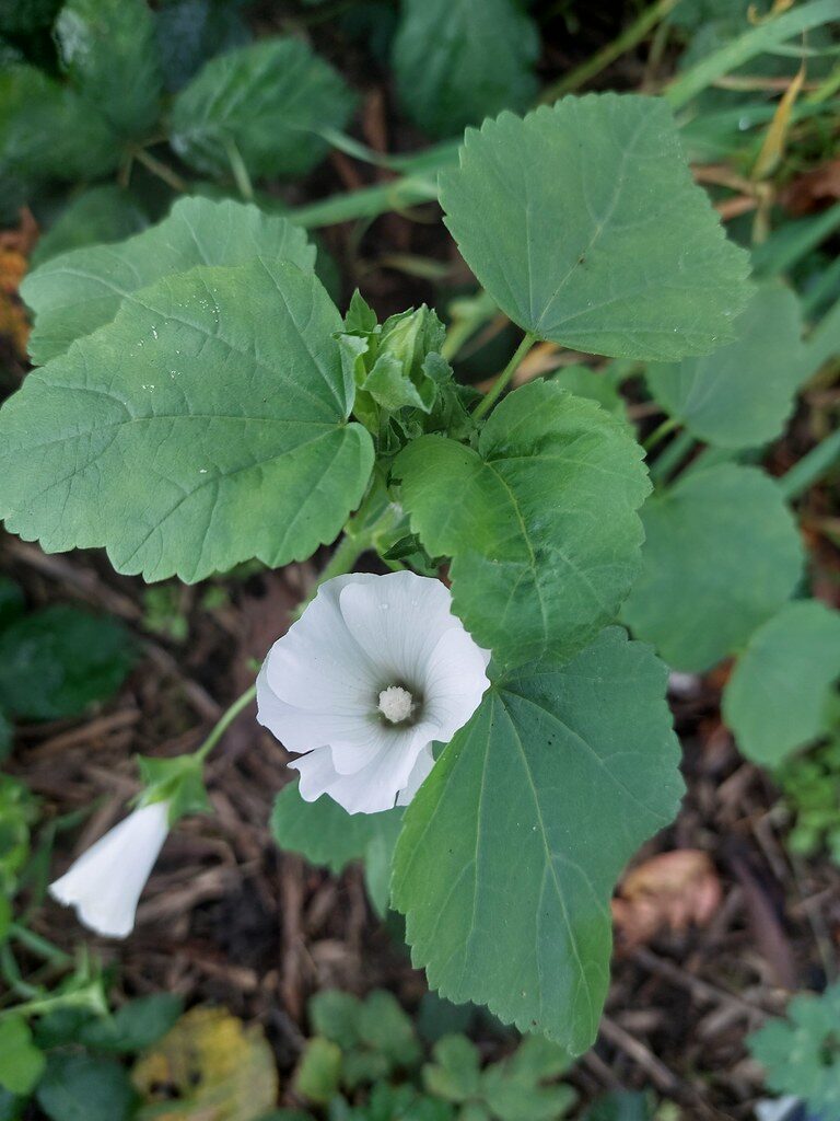 Lavatera trimestris (Annual mallow) — photo