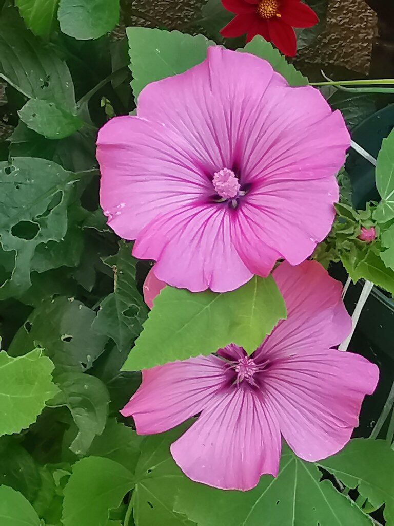 Lavatera trimestris (Annual mallow) — photo