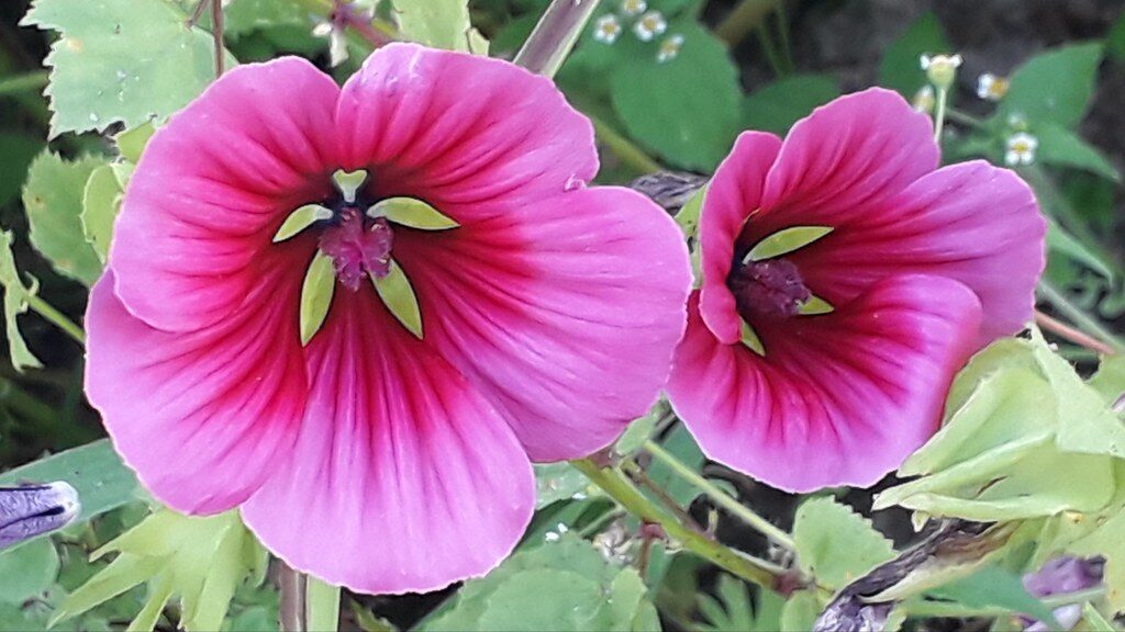 Lavatera trimestris