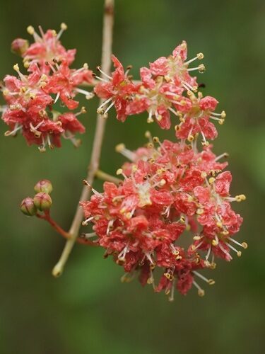 Lawsonia inermis (Henna) — photo