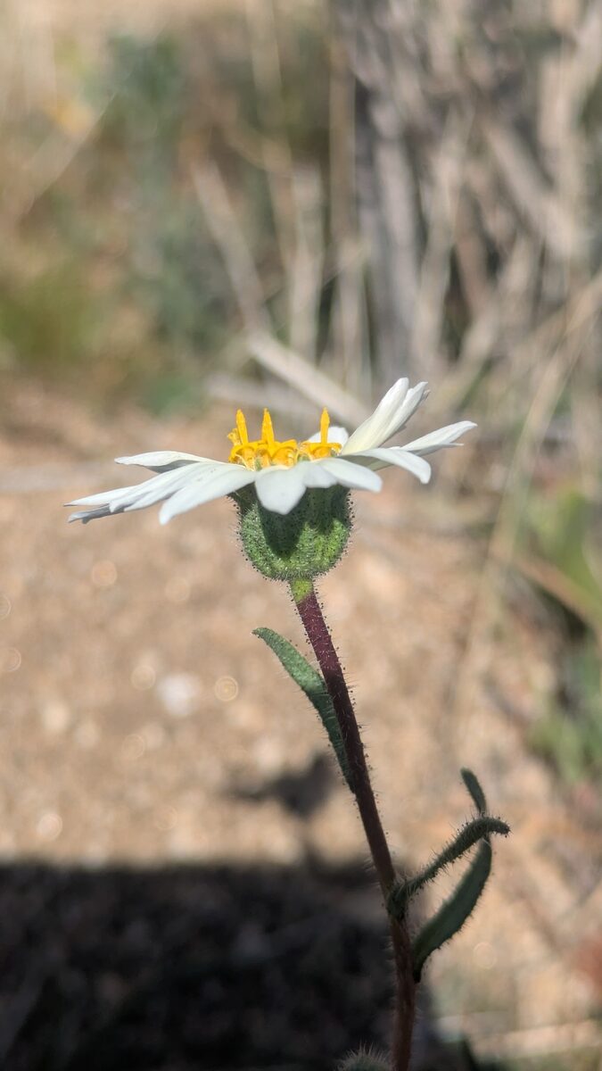 Layia glandulosa - (Hook.)Hook.&Arn. (Whitedaisy Tidytips) — photo