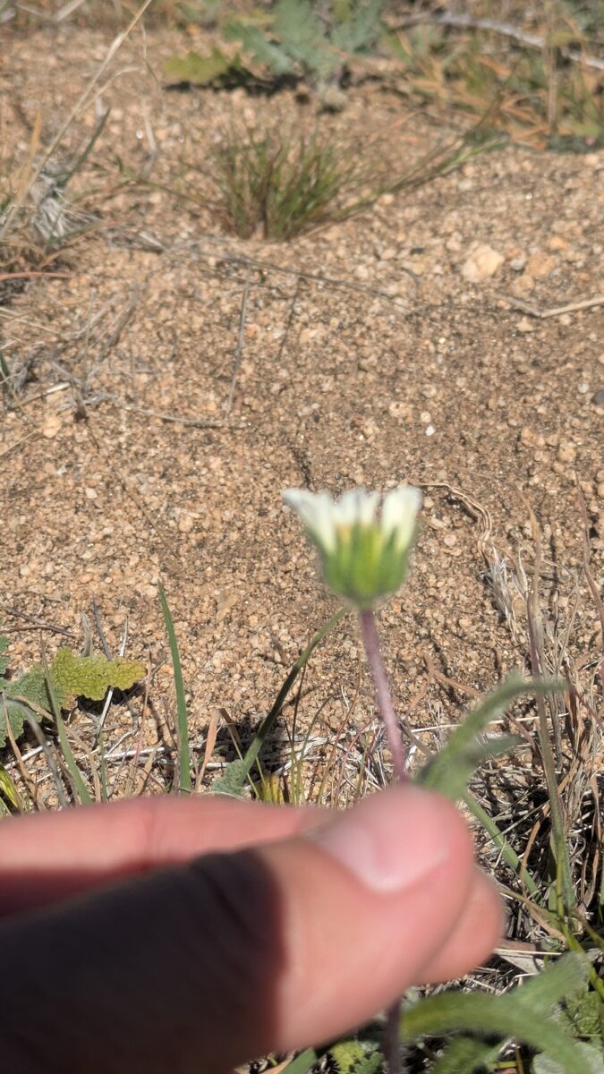 Layia glandulosa - (Hook.)Hook.&Arn. (Whitedaisy Tidytips) — photo
