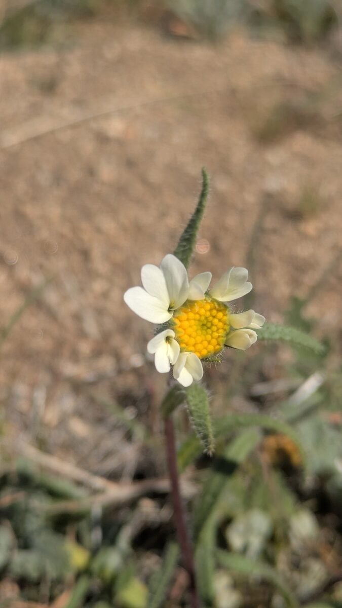Layia glandulosa - (Hook.)Hook.&Arn.
