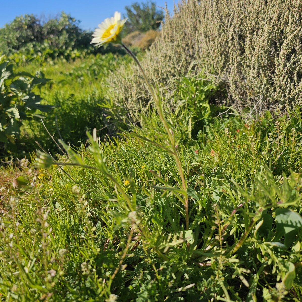 Layia platyglossa - (Fisch.&C.A.Mey.)A.Gray. (Coastal Tidytips) — photo