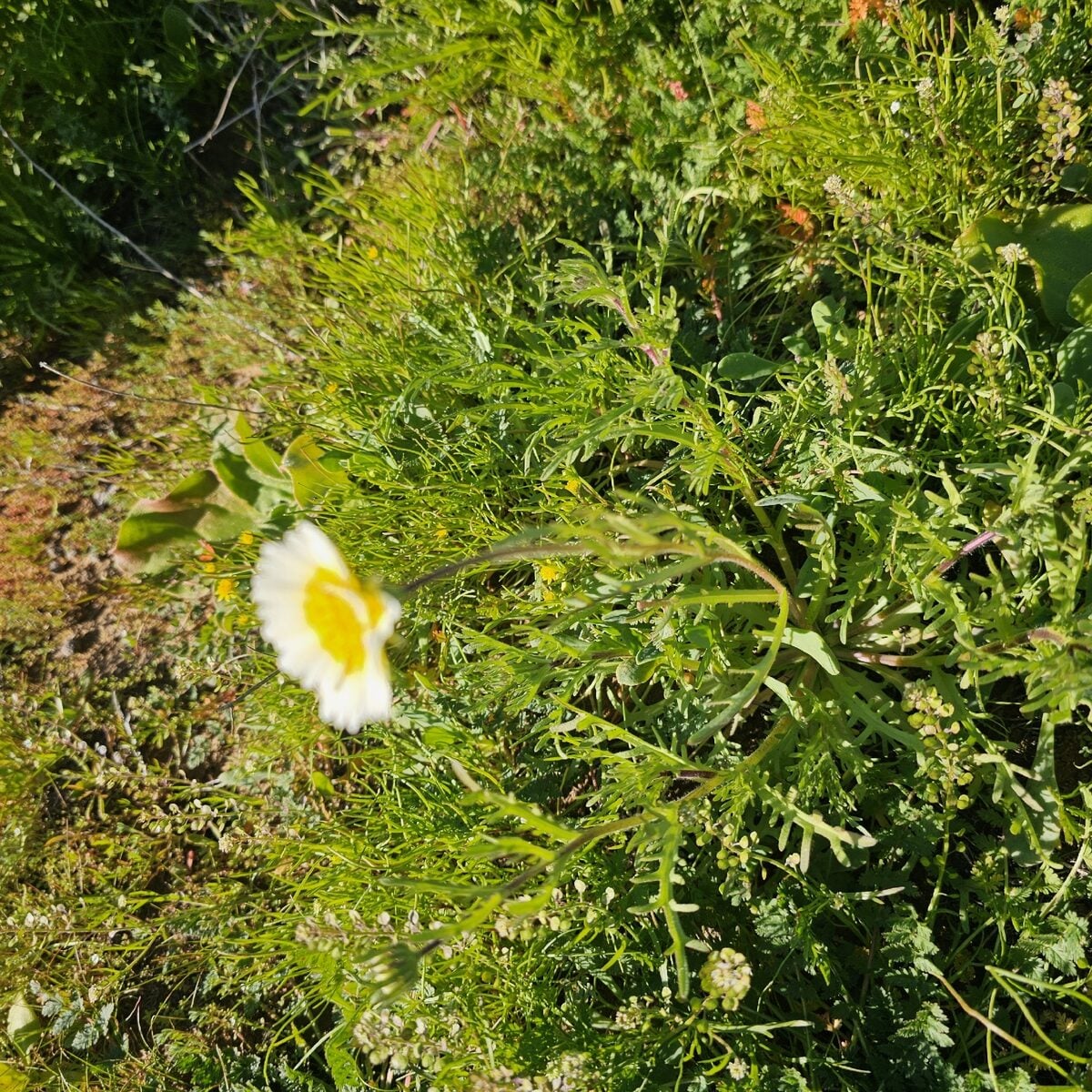 Layia platyglossa - (Fisch.&C.A.Mey.)A.Gray. (Coastal Tidytips) — photo