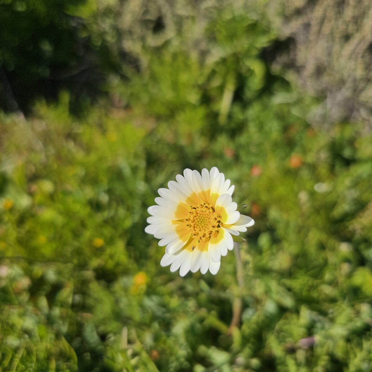 Layia platyglossa - (Fisch.&C.A.Mey.)A.Gray.