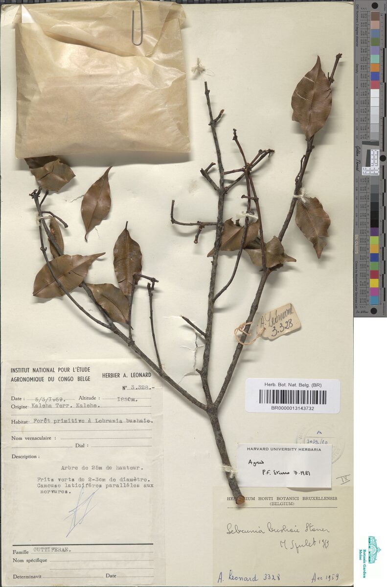 Lebrunia bushaie — photo