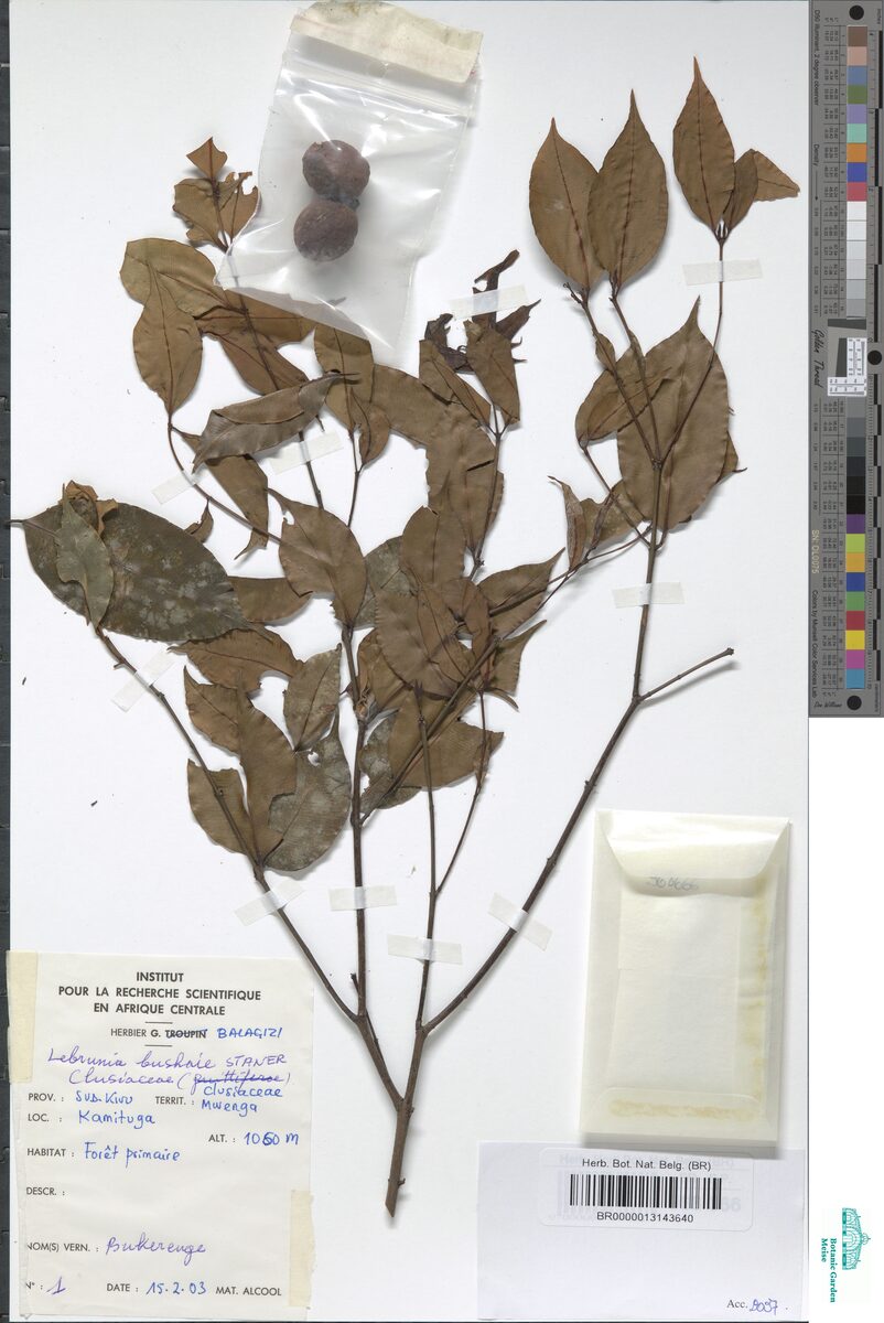 Lebrunia bushaie