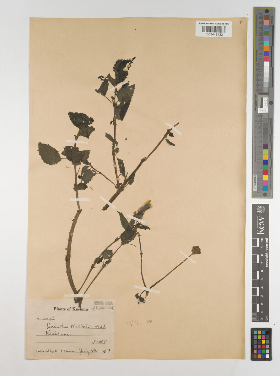 Lecanthus wallichii (Chaul) — photo