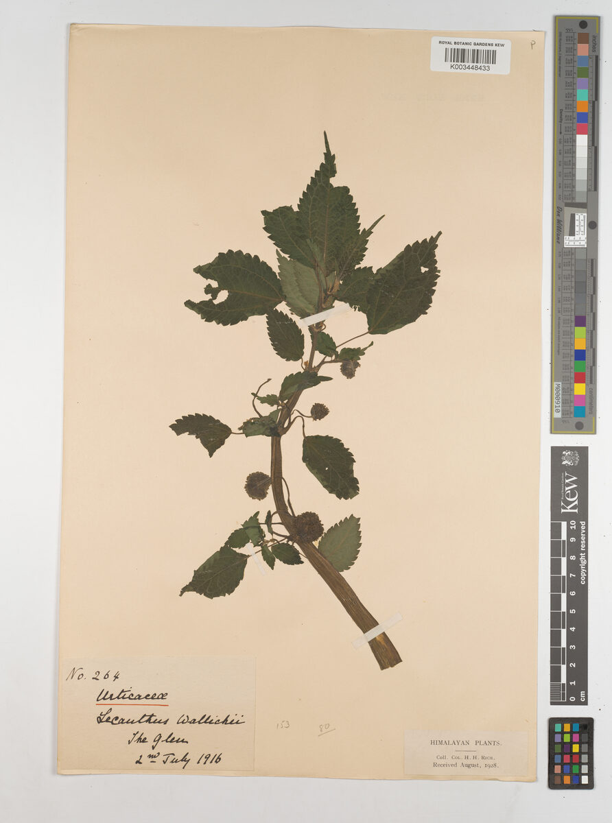 Lecanthus wallichii (Chaul) — photo
