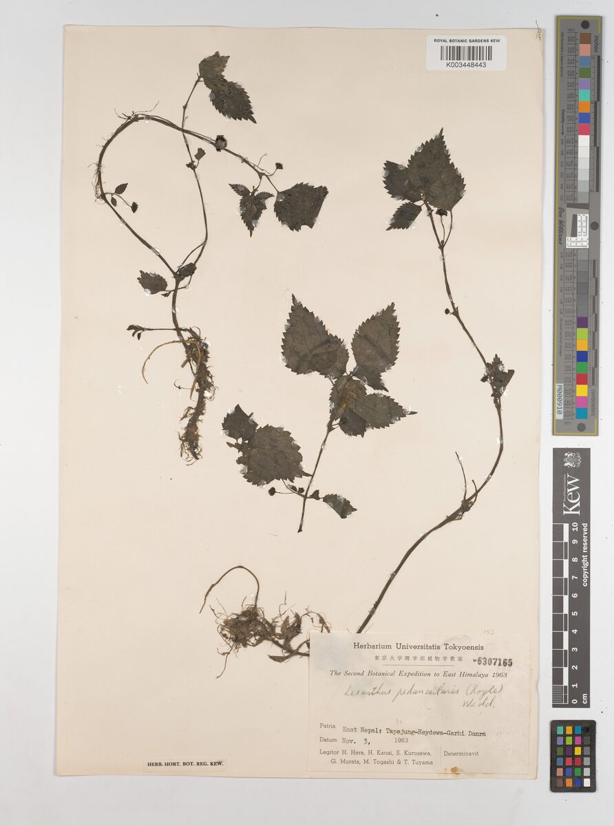 Lecanthus wallichii