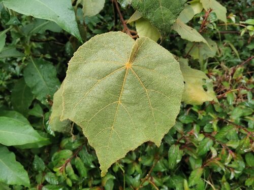Lecythis corrugata (Mahot rouge) — photo