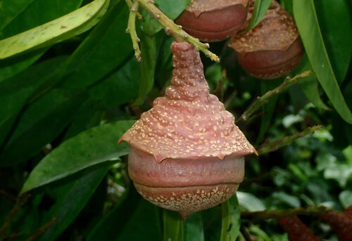 Lecythis corrugata