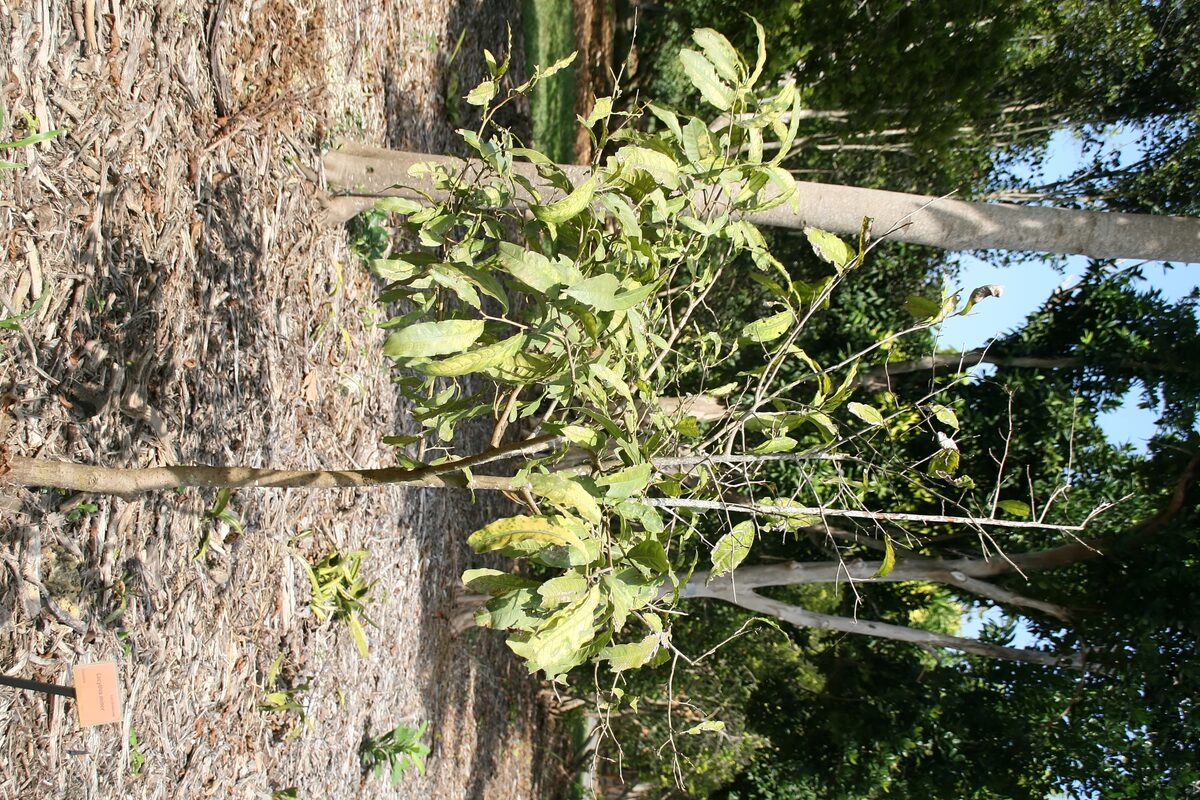 Lecythis minor (Coco de mono) — photo