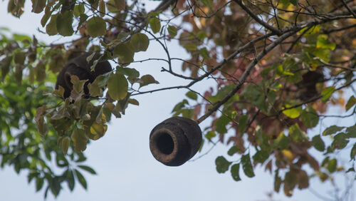 Lecythis pisonis (Paradise Nut. Brazilian Monkey Pot) — photo