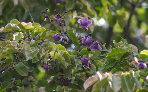 Lecythis pisonis (Paradise Nut. Brazilian Monkey Pot) — photo