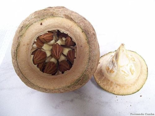Lecythis zabucajo (Sapucaia. Sapucaia nut) — photo
