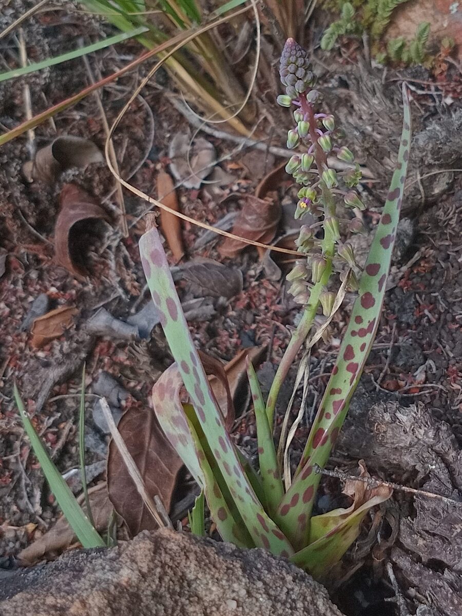 Ledebouria spp. — photo