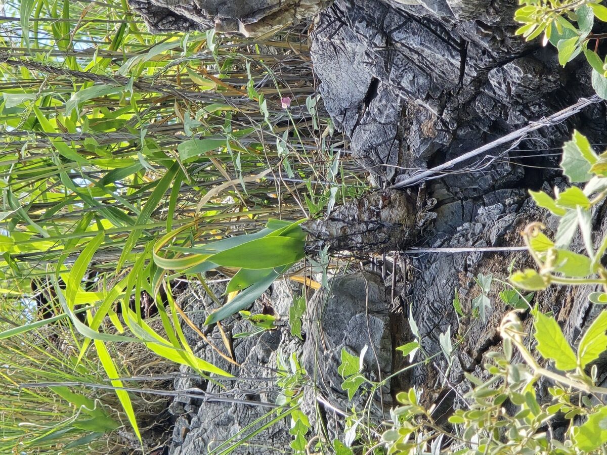 Ledebouria spp.