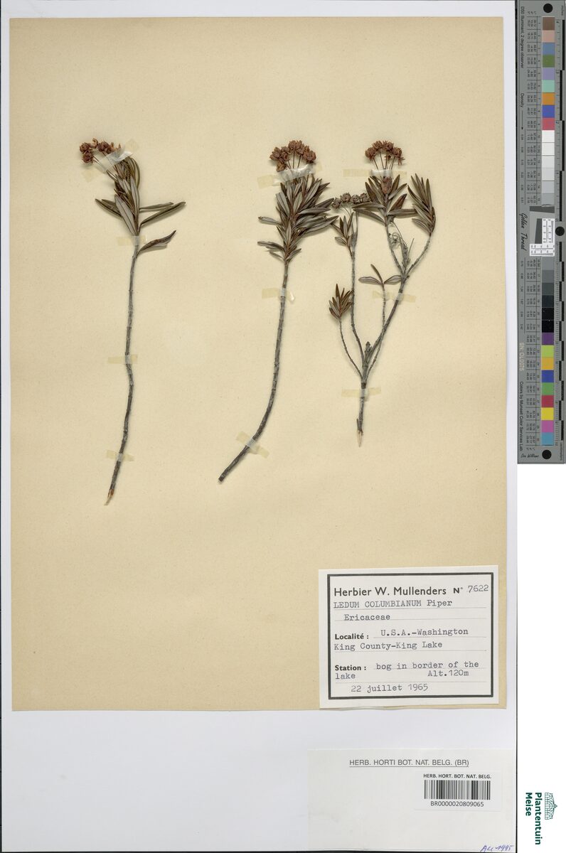 Ledum columbianum (Labrador tea) — photo
