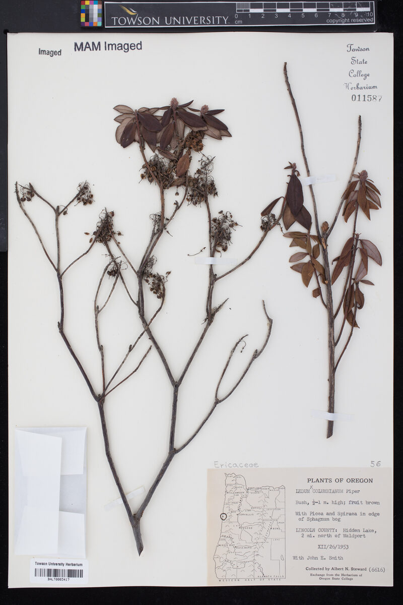 Ledum columbianum (Labrador tea) — photo