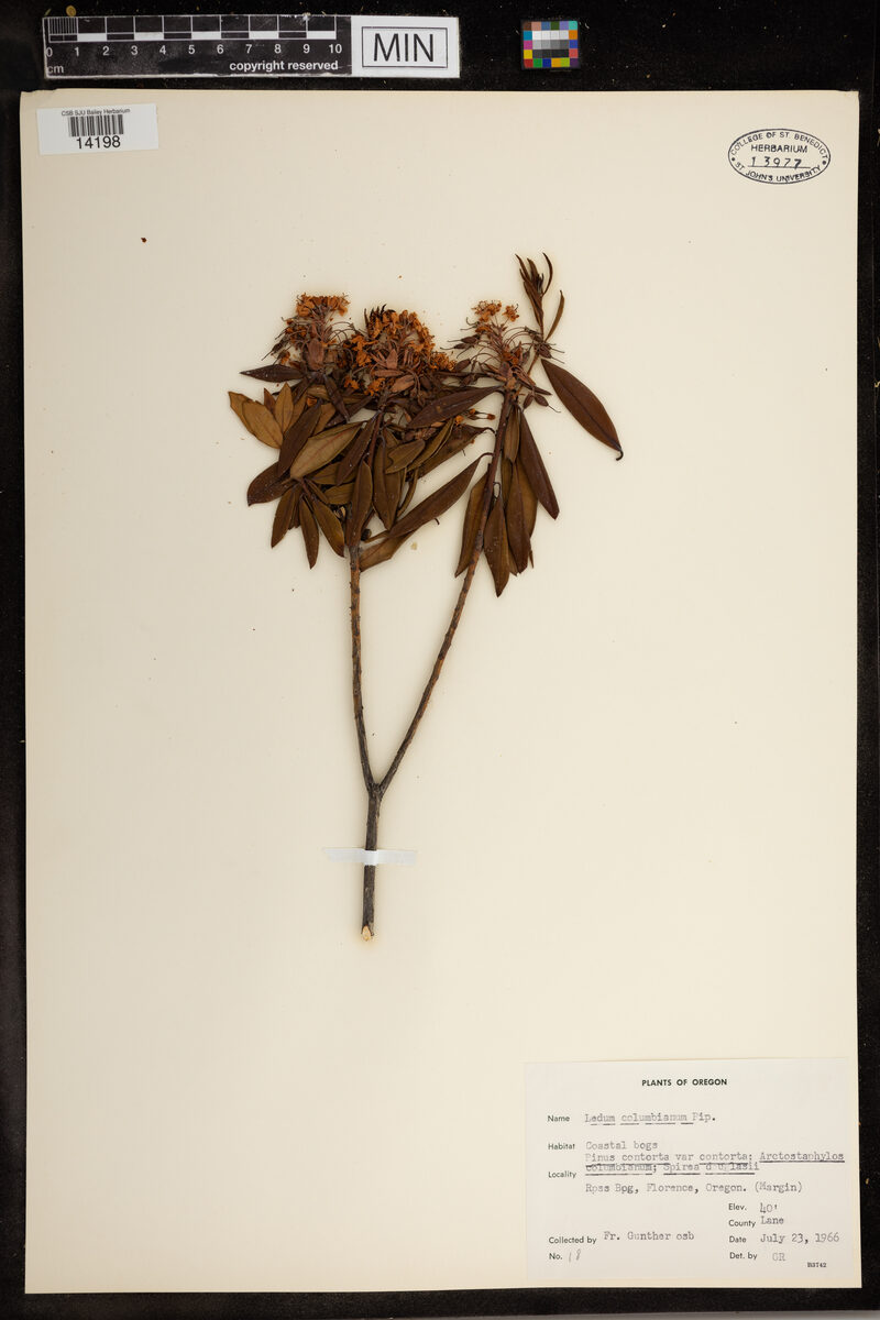 Ledum columbianum