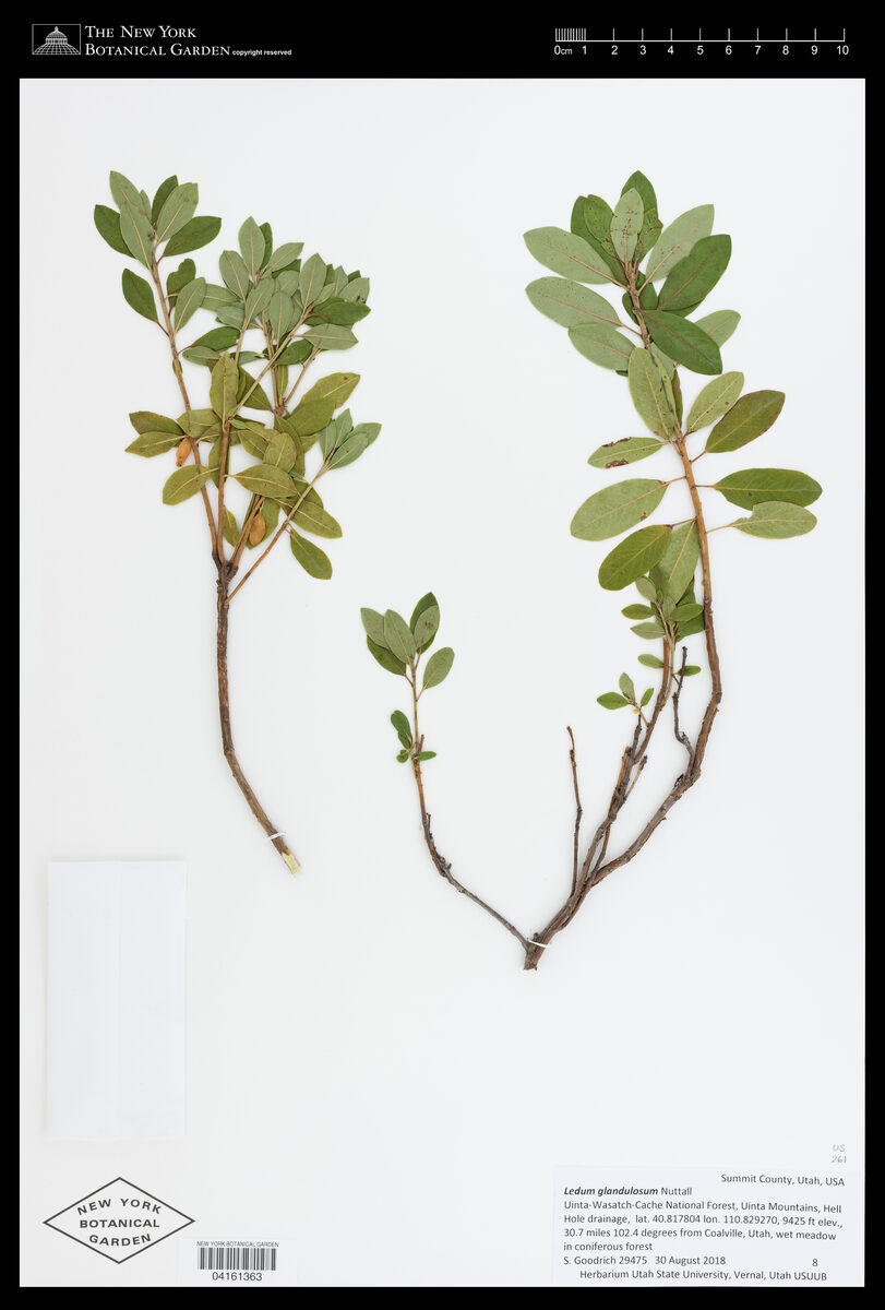Ledum glandulosum (Labrador Tea) — photo