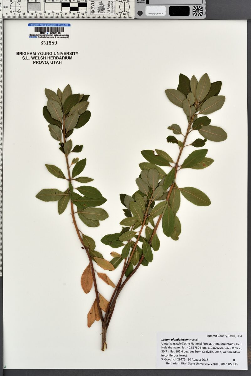 Ledum glandulosum (Labrador Tea) — photo