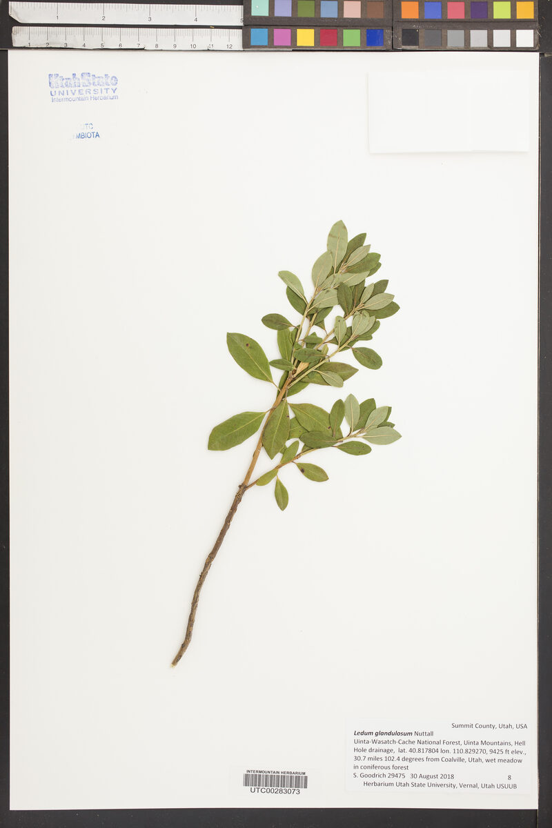 Ledum glandulosum