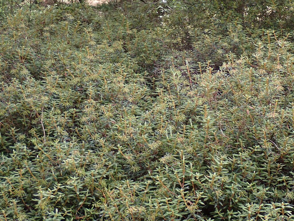 Ledum groenlandicum (Labrador Tea) — photo