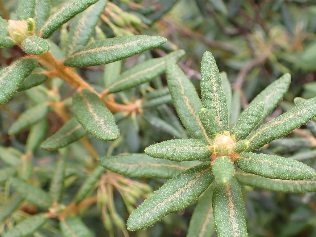 Ledum groenlandicum (Labrador Tea) — photo