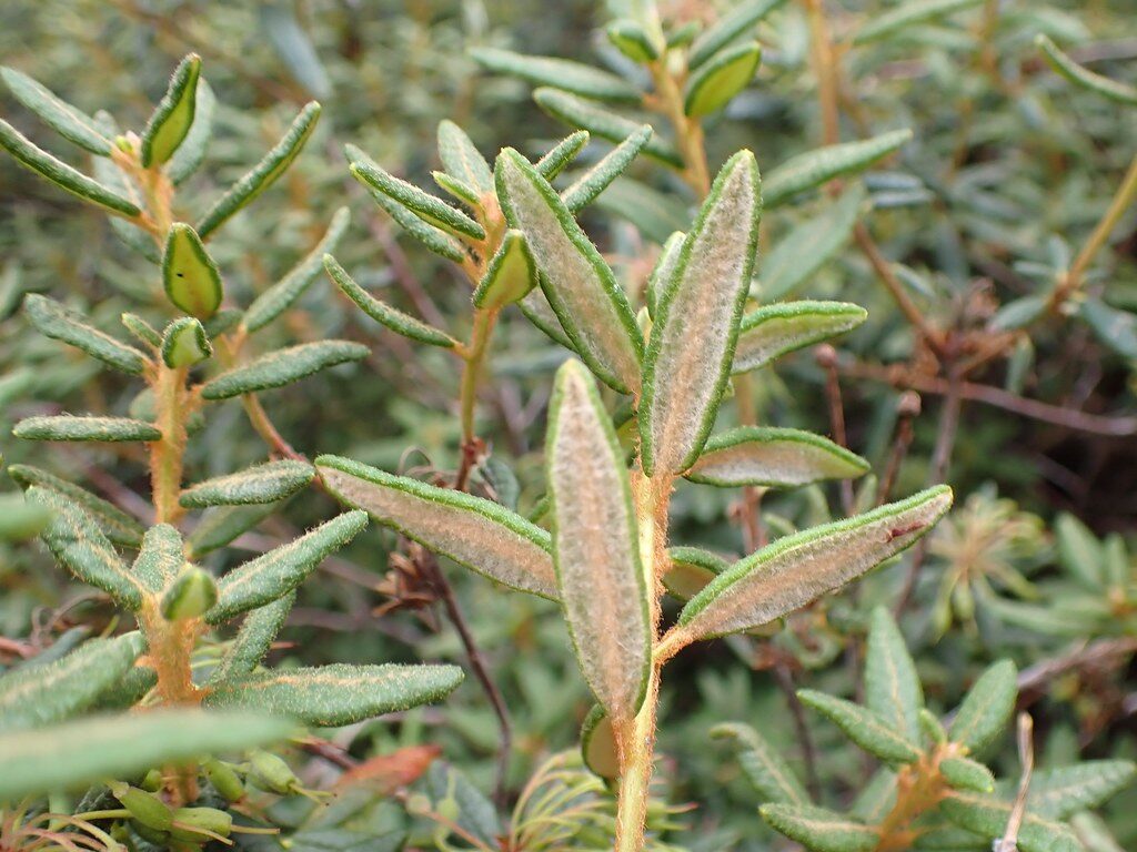 Ledum groenlandicum