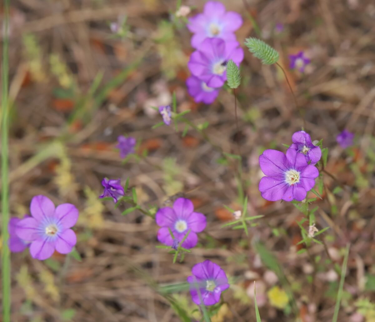 Legousia pentagonia - (L.)Druce. — photo
