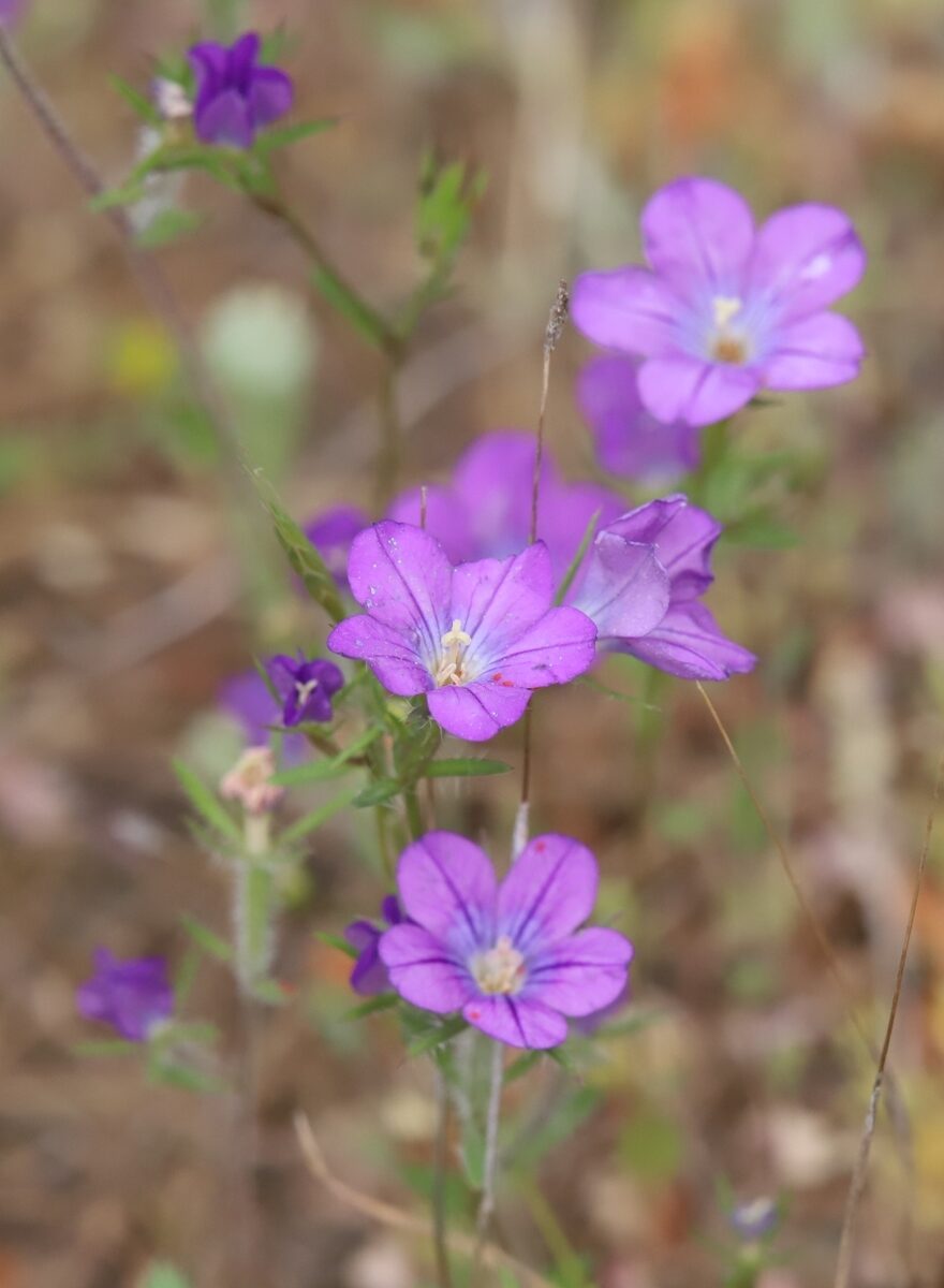 Legousia pentagonia - (L.)Druce. — photo