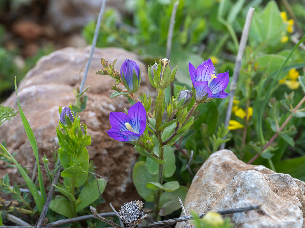 Legousia pentagonia - (L.)Druce.