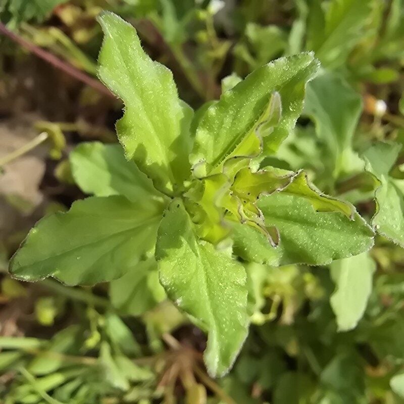 Legousia speculum-veneris - (L.)Chaix. (Venus' Looking Glass) — photo