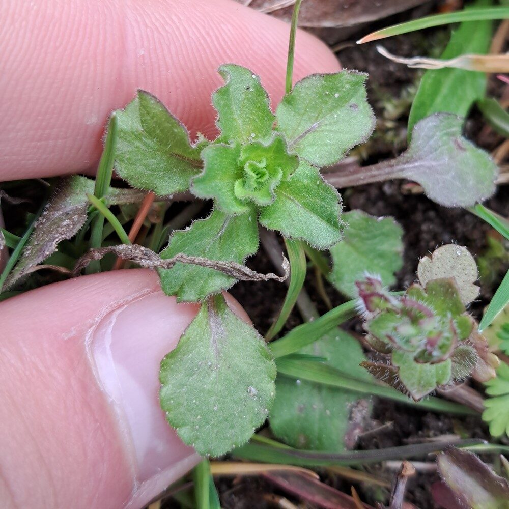 Legousia speculum-veneris - (L.)Chaix.