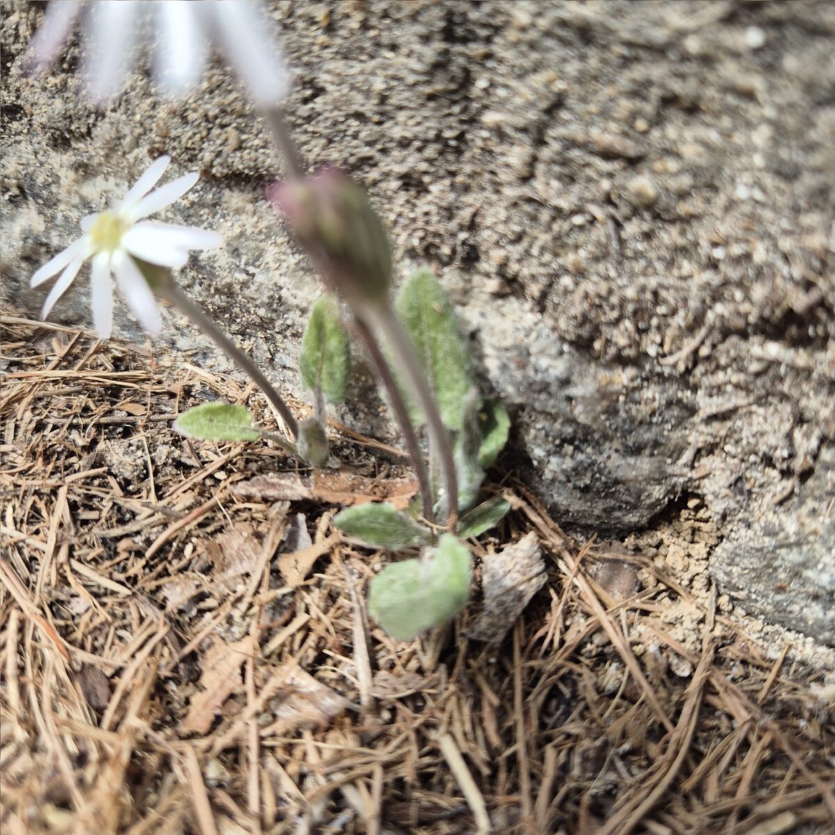 Leibnitzia anandria - (L.)Turcz. — photo