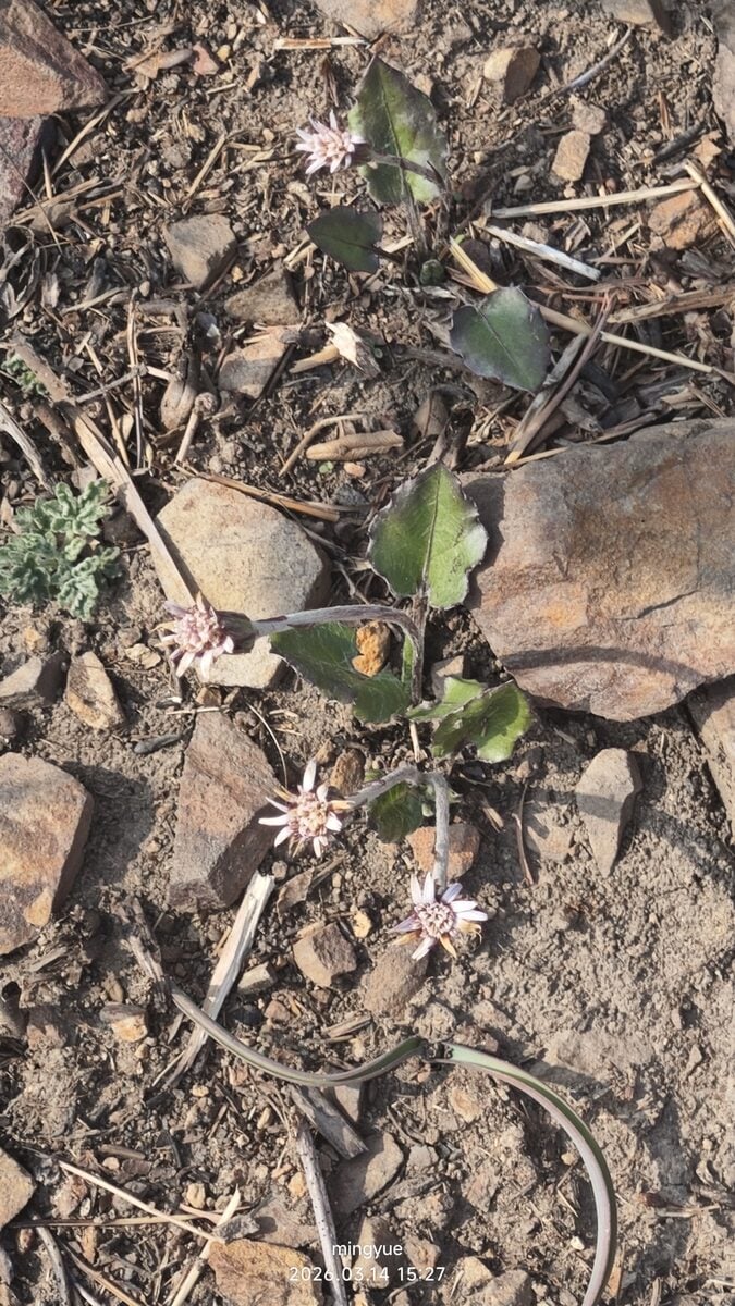 Leibnitzia anandria - (L.)Turcz.