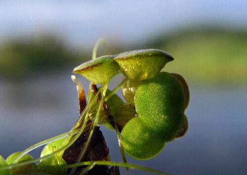 Lemna gibba (Gibbous Duckweed) — photo